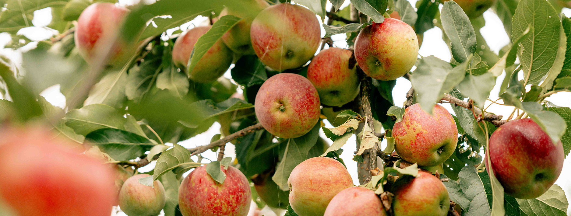 Labeling bij groenten en fruit